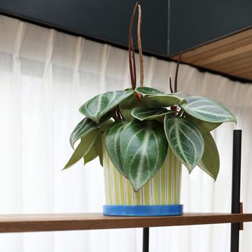 Planter ray green