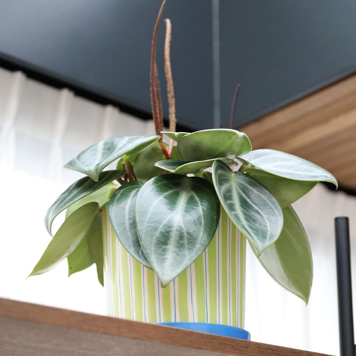 Planter ray green
