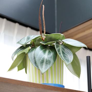Planter ray green