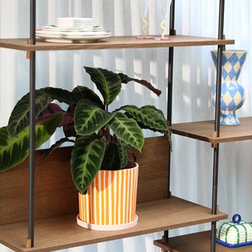 Planter ray orange